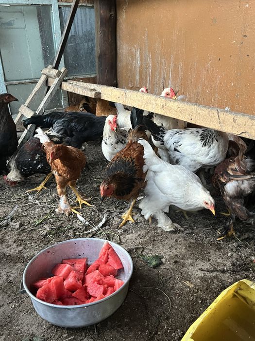 Продам кур петухов