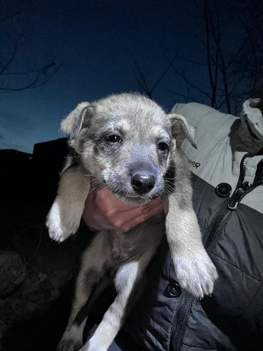 Отдам в хорошие руки