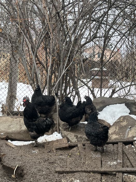 Продам семью ухейилюй