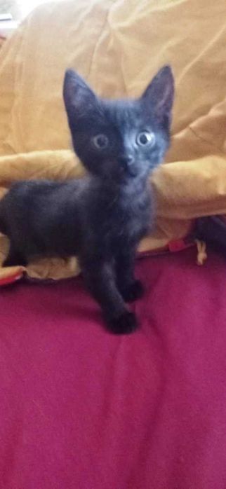 Отдадим в хорошие руки!