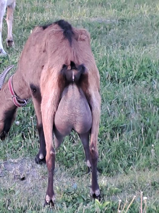 Vind două capre una alpină franceză și una sannen sunt la adoua fătare 3.5l la zi una