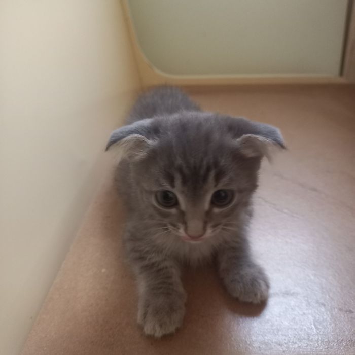 Вислоухие  котята 1,5 месяц