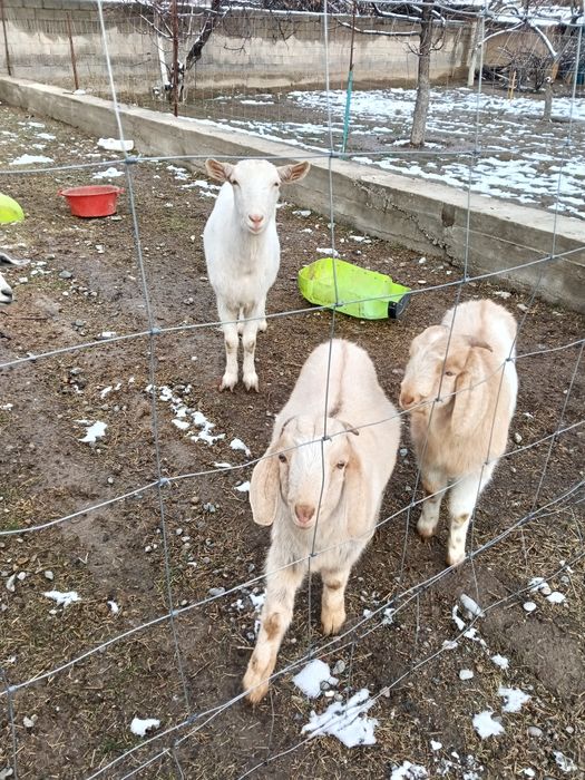 Срочна асыл тукымды ешкилер