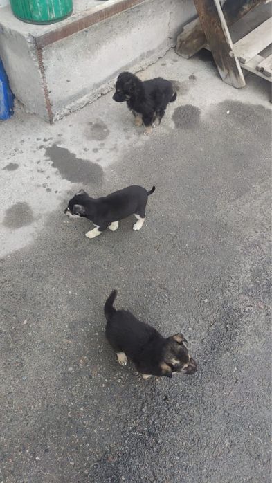 Щенки хорошенькие