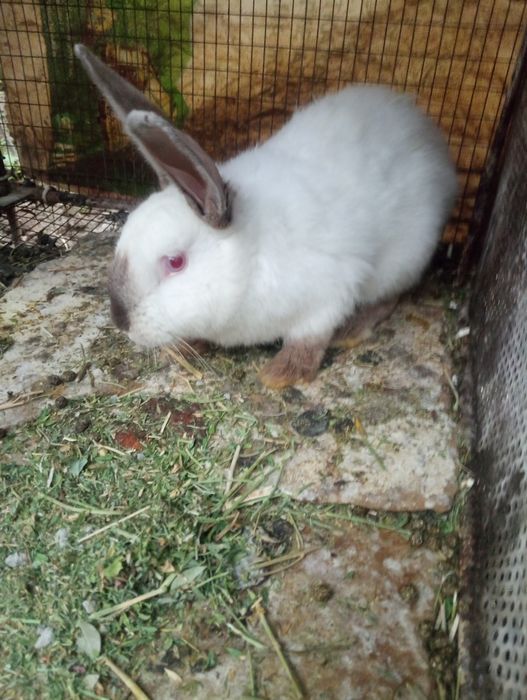 Қойан қойан қойан