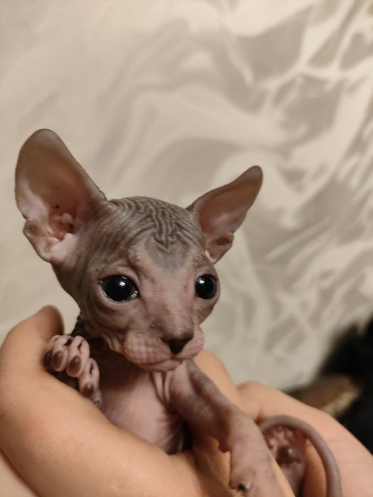 Канадский сфинкс