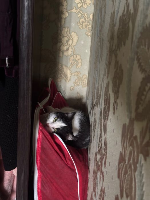 Ласковая кошка, 4 года