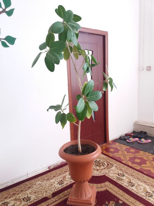 Фикус биіктігі 2 метр