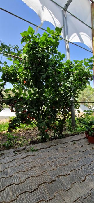 Ежевика бесшипная Triple crown (Тройная Корона) ТРЕХЛЕТКИ!!!