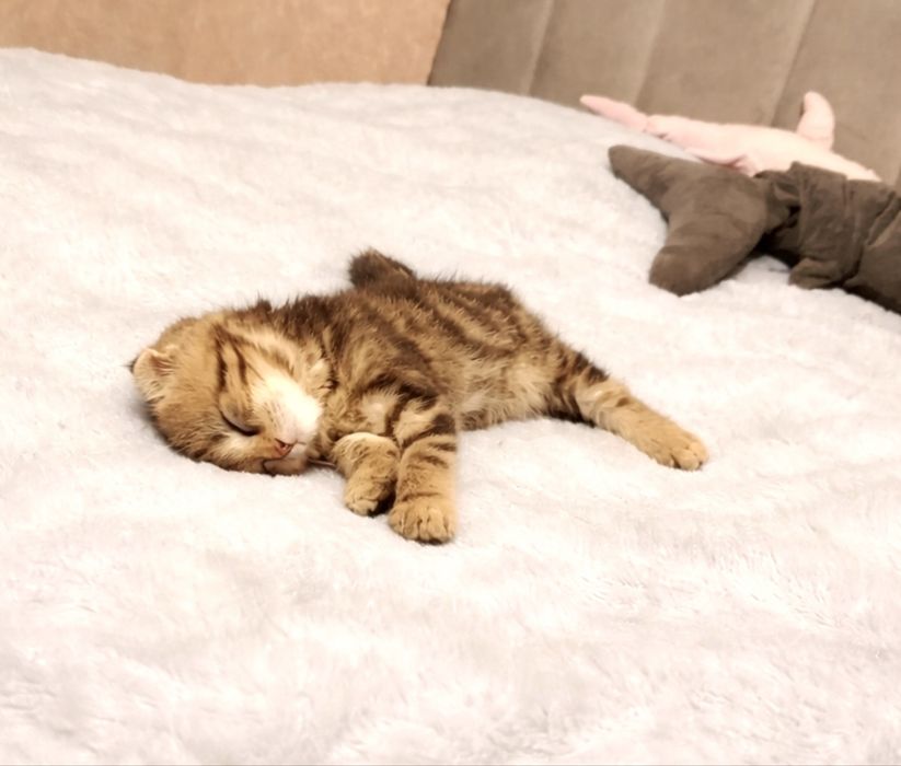 Вислоухий шотландец