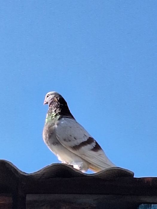 Продам голубей молодых