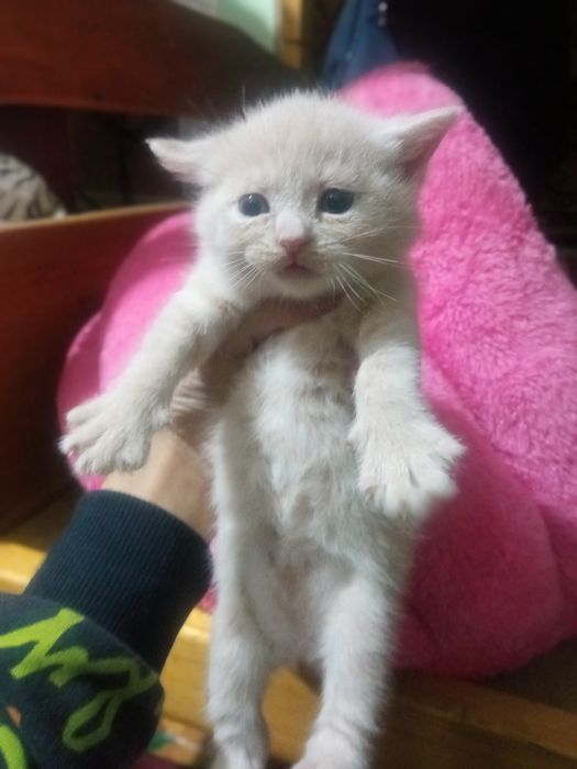 Продаются шикарные чиста кровные шатланские  катята фолды и страйты