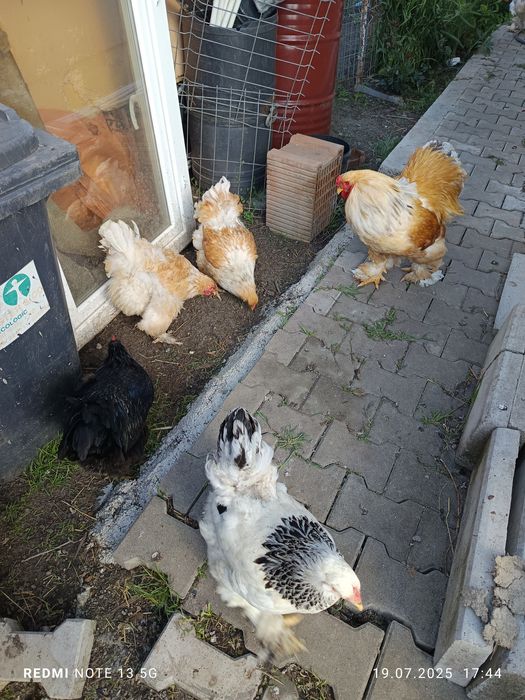 Pui de austrolorp și brahma