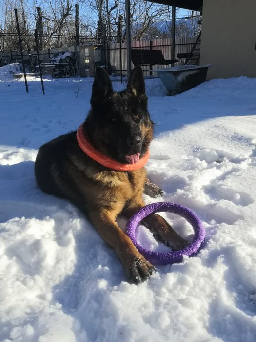 Кобель, четыре года