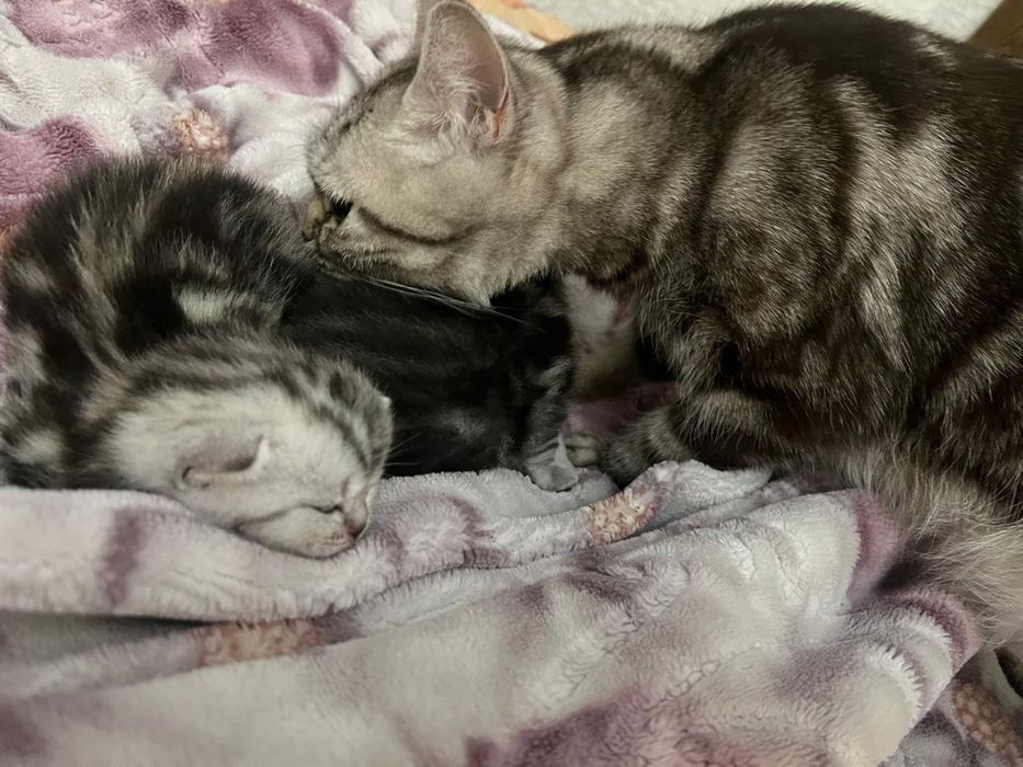 Котята шотландские