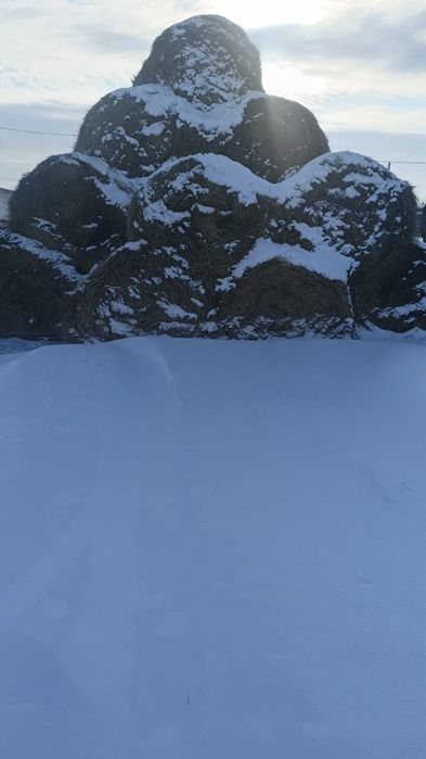 Продам сено в рулоне с доставкой