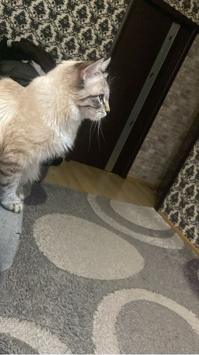 Кот в добрые руки!