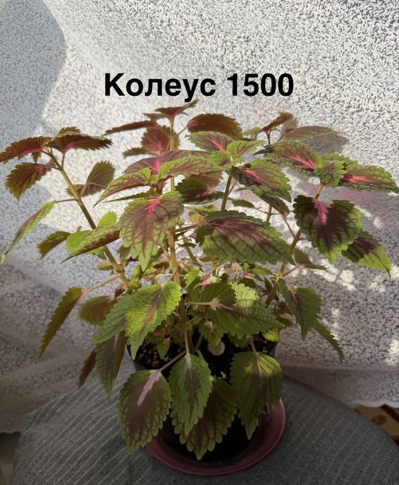 Комнатные цветы.