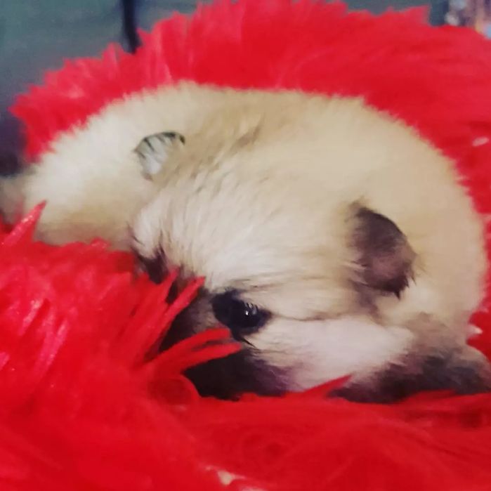 Предлагаю к бронированию девушек помираночек