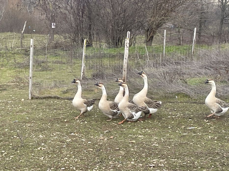 Boboci Gasca Chinezeasca