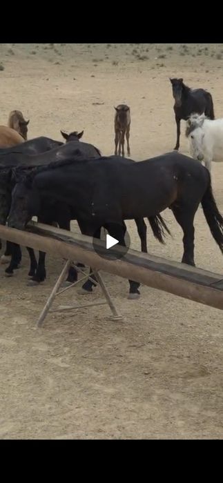 Үйір жылқы сатылады 16 бас айғырымен