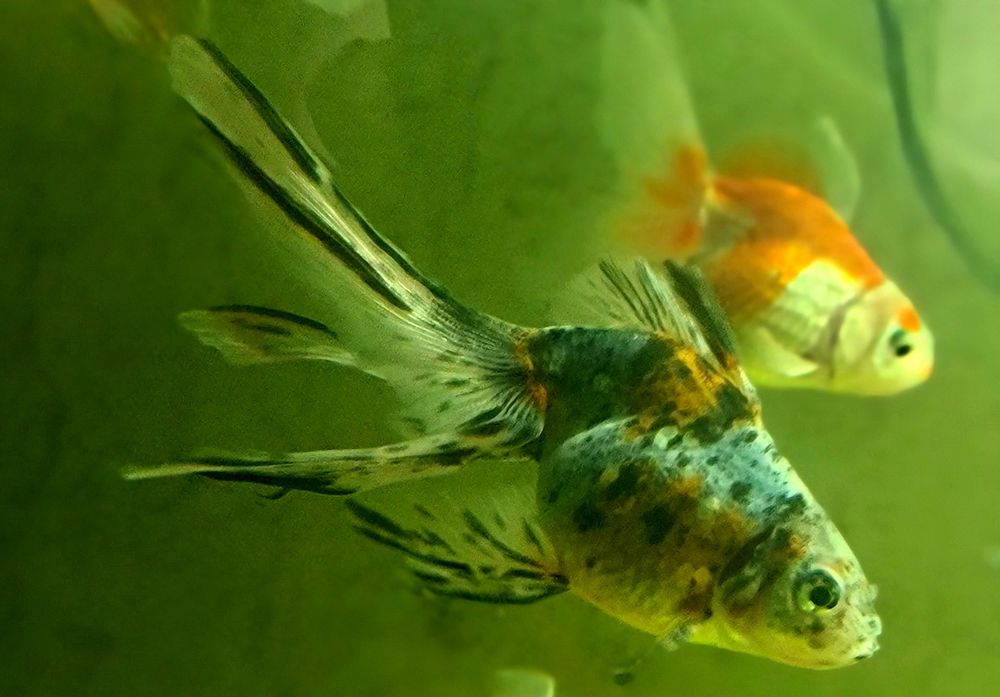 Продам золотую рыбку вуалехвост