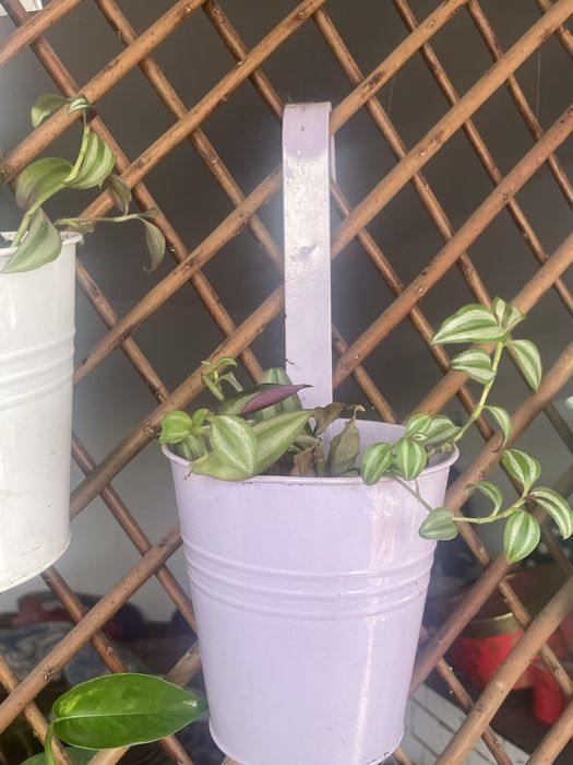 Plante si cactusi de vanzare difera de specie