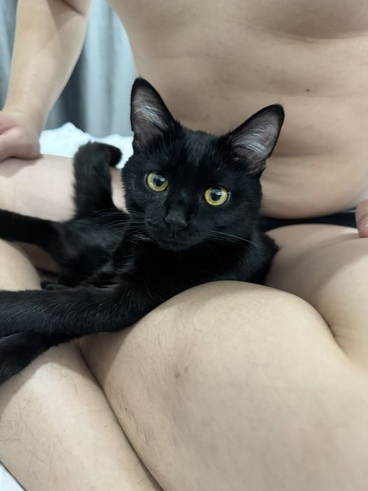 Отдам кота бомбея