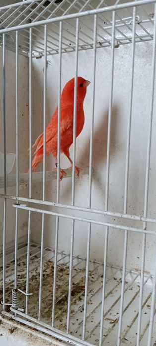 Canari pui și adulți de vânzare