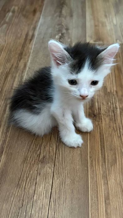 Котенок мальчик, в добрые руки