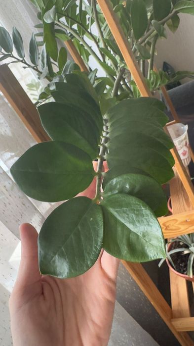 Продам недорого цветы