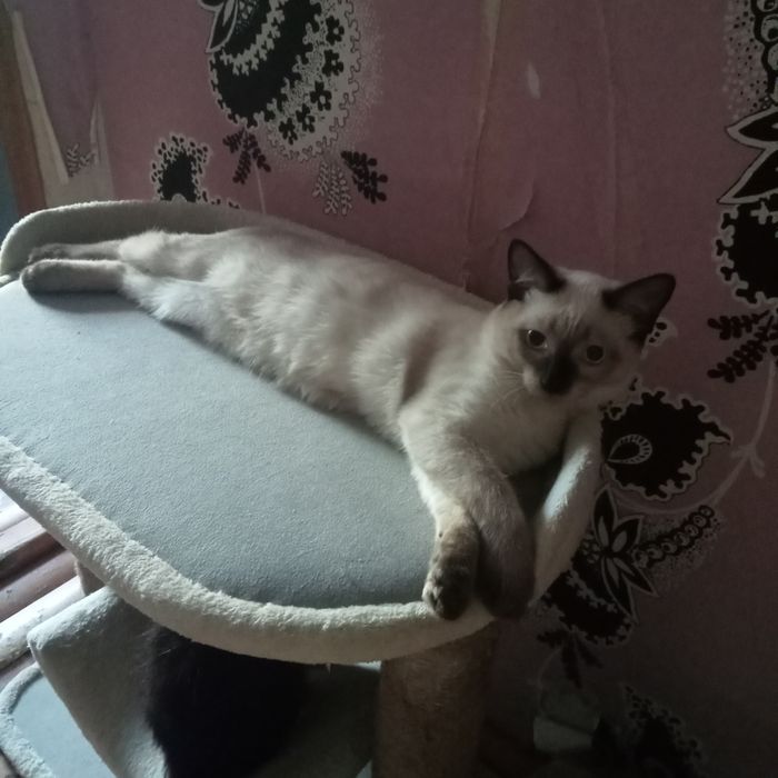 Отдам котика в надёжные добрые руки.