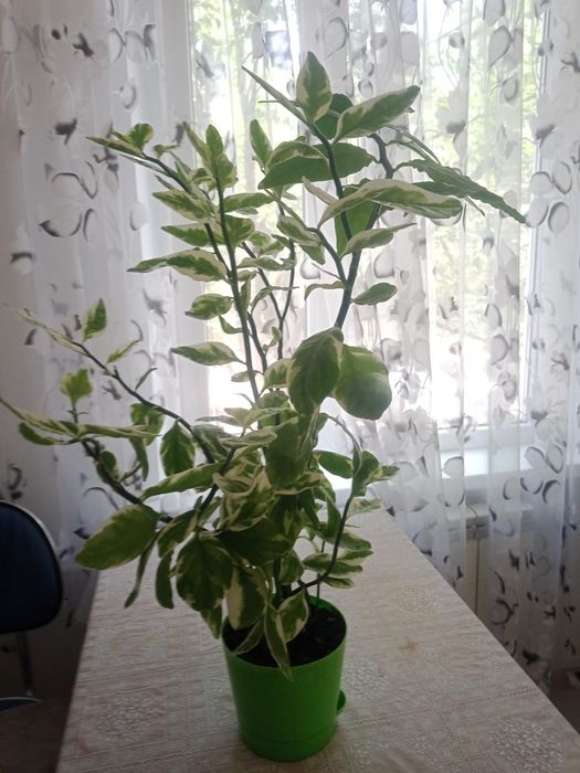 Продаю цветок "Педилантус".