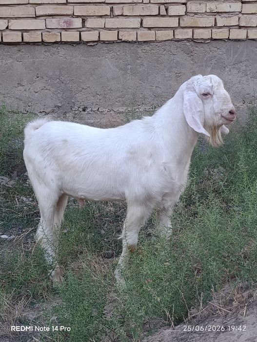 Zoti.Boer zotdor taka