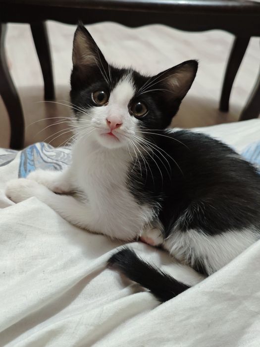 Отдаю котят в хорошие руки