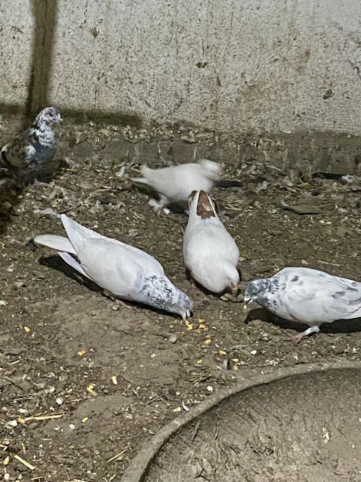 Продам бакинцев