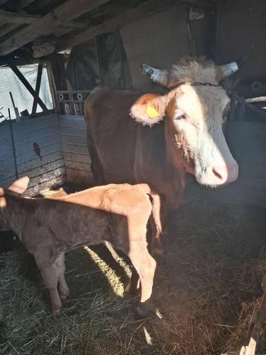 Vind vaca fatata de o saptamina