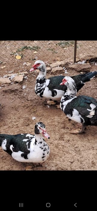 Индаутка сатамын