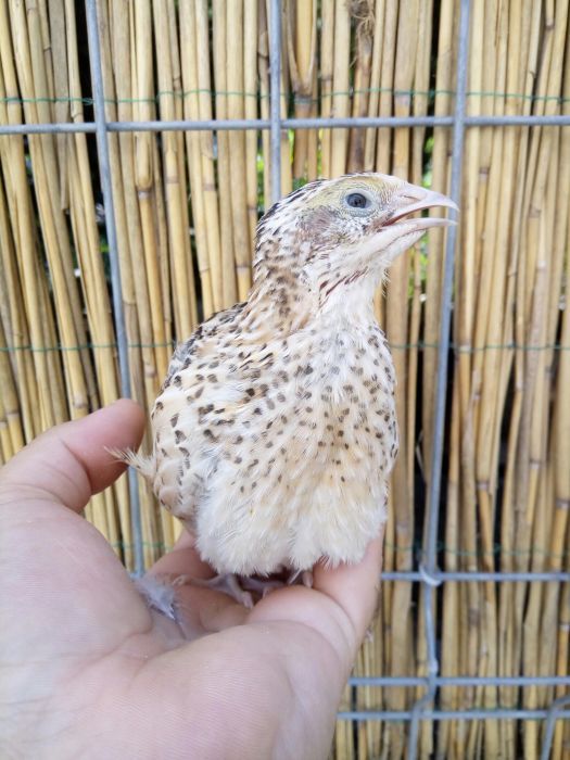 Vand prepelite 3 saptamani!