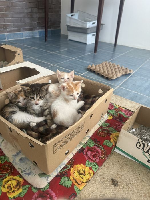 Котята отдам добрые руки