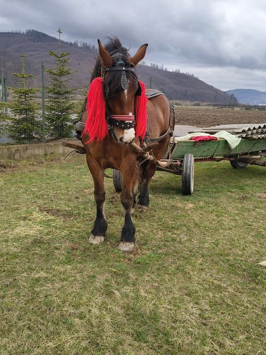 Iapă de 4 ani are 1,85m și 800kg