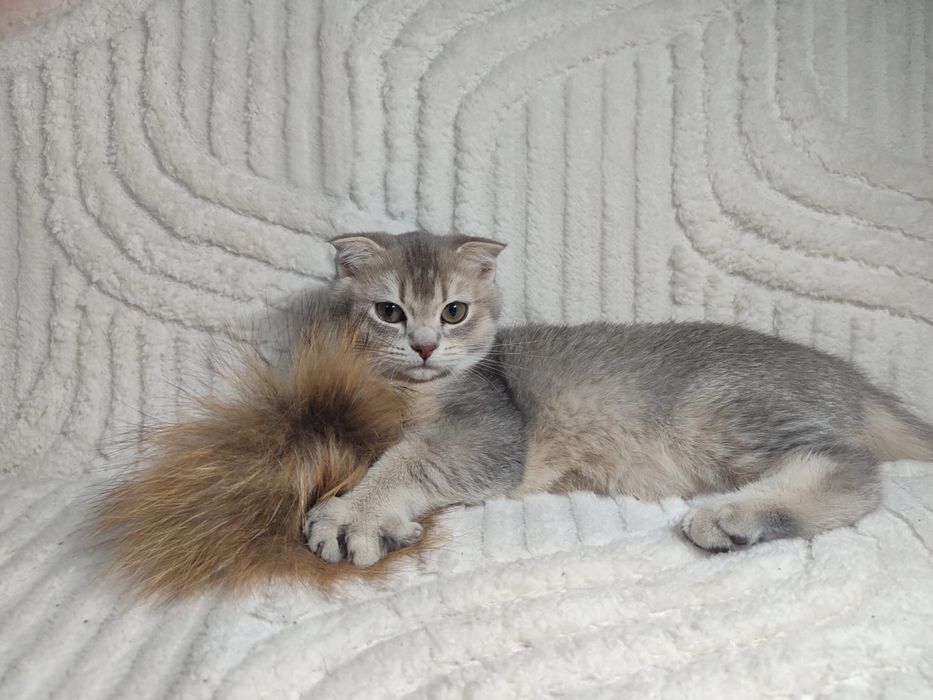 Кошечка скотиш фолд