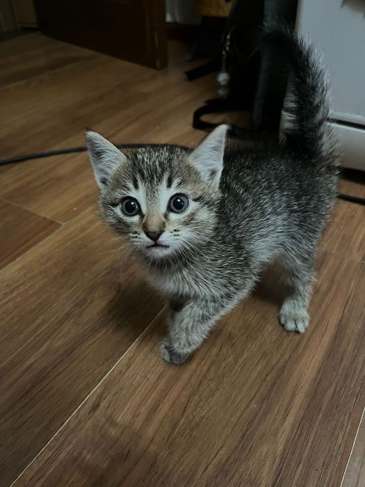 Отдам котят даром