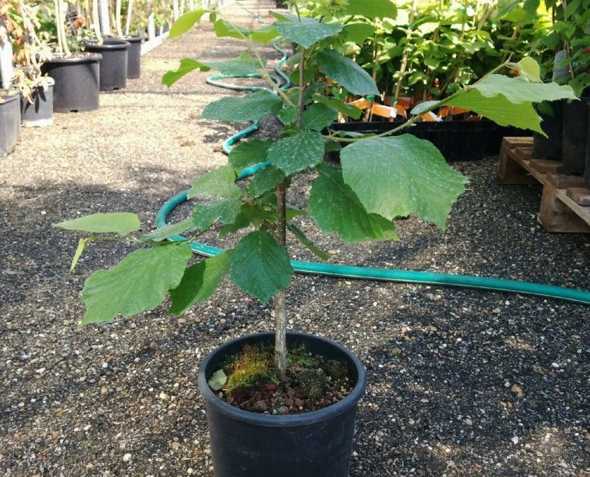 Puieti de alun la ghiveci