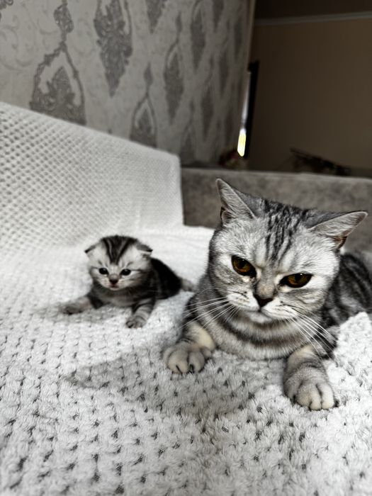 Британские котята