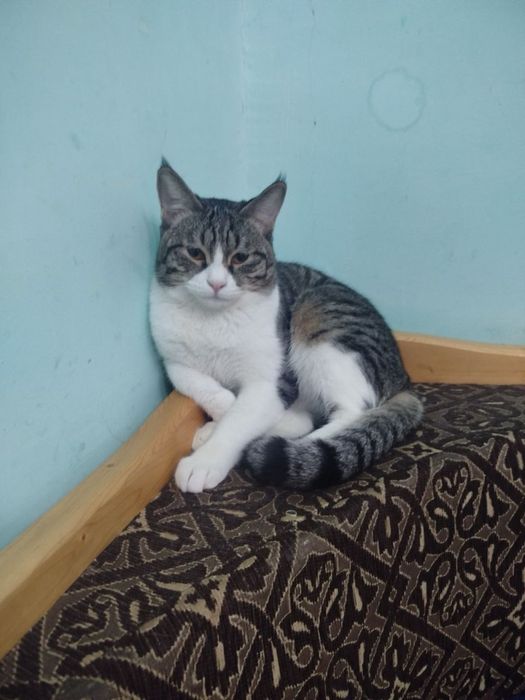 Отдам кошку бесплатно мальчик