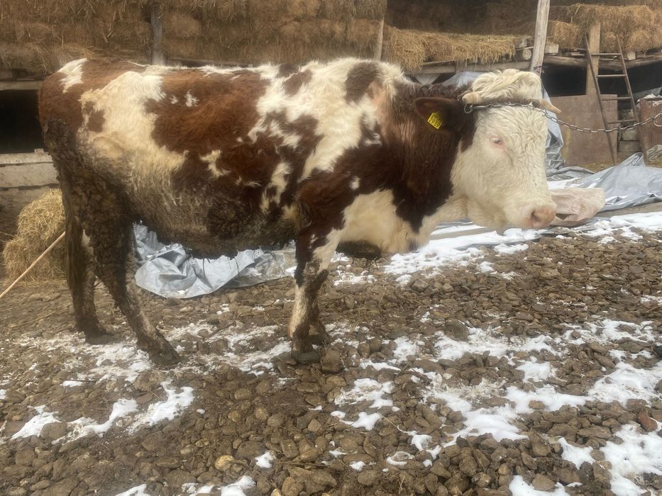 Vaca de vânzare gestantă