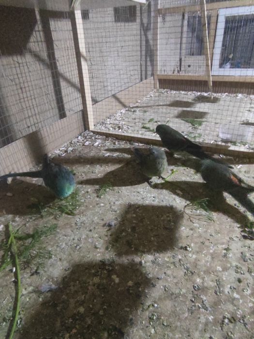 Пефчи сотилади малодой