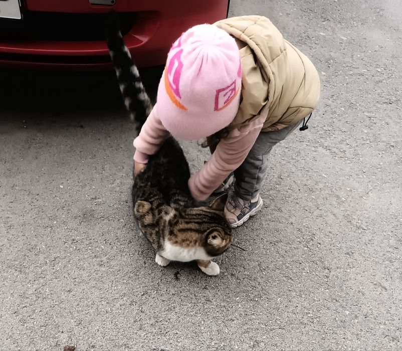 Подарява се коте Слънчо