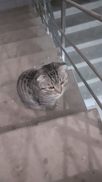 Продается кот   веслоухий